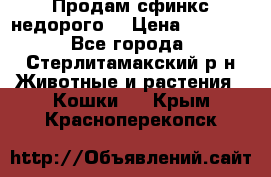 Продам сфинкс недорого  › Цена ­ 1 000 - Все города, Стерлитамакский р-н Животные и растения » Кошки   . Крым,Красноперекопск